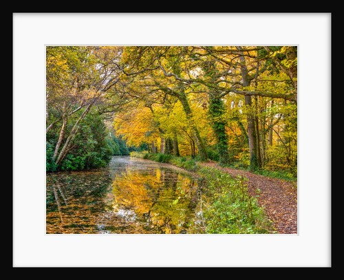 Canal through a forest by Assaf Frank
